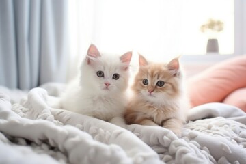 Beautiful fluffy kittens lying in a cozy interior