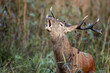 Deer male buck ( Cervus elaphus ) during rut