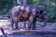 Elephant in Biopark Rome zoo, 