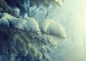 Wall Mural - Winter frost on spruce tree