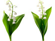 a set of lilies of the valley flowers on a transparent background