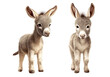 Set of  baby cute donkey animal standing isolated on transparent or white background