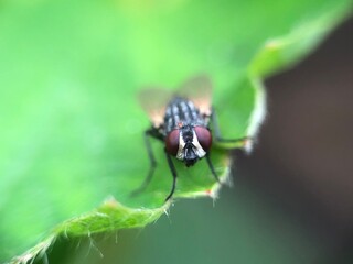 fly on leaf