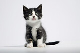 Fototapeta Koty - scared black and white kitten on a light background