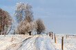 Zimowy pejzaż wierzbami, Podlasie, Polska