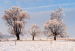 Zimowy pejzaż wierzbami, Podlasie, Polska