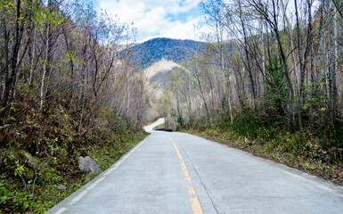 Sticker - Empty road in the forest