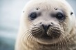 close-up of a seals whiskered face