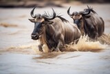 Fototapeta Sport - wildebeests stirring muddy water while crossing