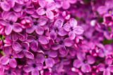 Fototapeta Kwiaty - Blooming lilac flowers. Macro photo.