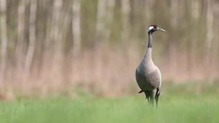 Wall Mural - Wild common crane, grus grus, walking on hay field in spring nature. Large feathered bird landing on meadow from side view. Animal wildlife in wilderness Poland Europe spring time meadow