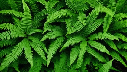 Canvas Print - A green plant with fern-like leaves