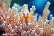 damsel fish amongst colorful coral polyps