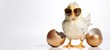 Funny easter concept holiday animal greeting card - Cool cute little easter chick baby with sunglasses and broken eggshells, easter eggs, isolated on white table background