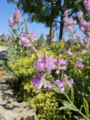 Flower Plant Sky Petal Purple Terrestrial plant