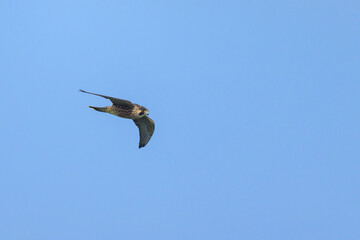 Poster - A Peregrine Falcon in flight blue sky