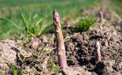 Wall Mural - Green asparagus sprouts growing on bio farm field in Limburg, Belgium