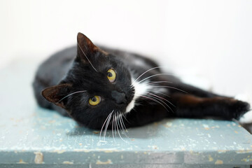 Wall Mural - Black cat with green eyes lying on a shelf