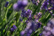 Selective focus on purple lavender flowers