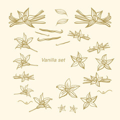 Wall Mural - Isolated vector set of vanilla. Vanilla sticks, vanilla flower and pods. Aroma, food. Hand drawn. Vector hand drawn illustration of orchid Flower and pods on isolated background.