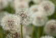 dandelions close-up on a background of green grass