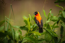 A Beautiful Red Bishop Standing On A Bush In Arusha National Park, Tanzania.