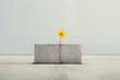 A lone yellow flower blooms through a concrete block, symbolizing hope, resilience, and the beauty of nature's persistence against urbanity