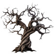 © kilimanjaro  - creepy dead tree. old crooked tree. Dry wood Isolated on transparent