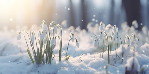 snow-covered snowdrops in a winter meadow, highlighting the delicate and small details of the season