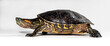 Colombian Slider // Kinnfleck-Schmuckschildkröte (Trachemys callirostris)