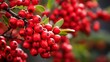 A close-up of the ripe red berries of barberry on a branch. a lush shrub of barberry or berberis with clusters of small sour red berries in the natural world. copy space available.