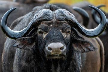 Poster - Portrait of a Buffalo standing in the rain in Kruger National Park in South Africa