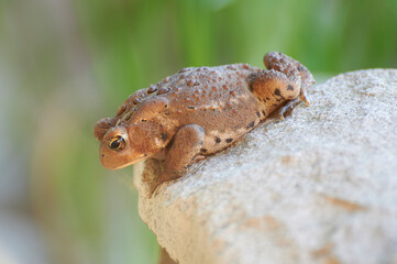 Toad outdoors