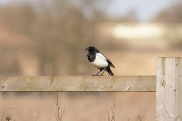 Poster - common magpie 