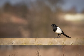 Poster - common magpie 