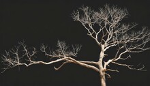 Branch Of Dead Tree On White Background With Clipping Path