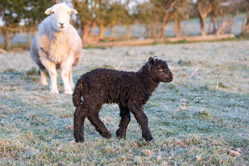 Canvas Print - sheep and lambs 