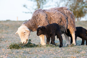 Wall Mural - sheep and lambs 