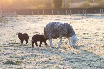 Wall Mural - sheep and lambs 