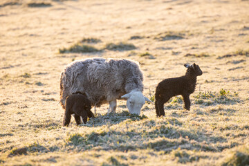 Wall Mural - sheep and lambs 