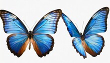 Set Two Beautiful Blue Tropical Butterflies With Wings Spread And In Flight On White Background Close Up Macro