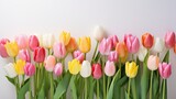 Fototapeta Tulipany - creative arrangement of tulip flowers on a bright background in a flat lay, capturing the essence of vibrant blooms and botanical elegance.