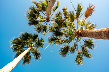 Canvas Print - the camera looks up at the palm trees