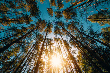 Poster - tall pine trunks against the background of the sky and the rising sun in the early morning