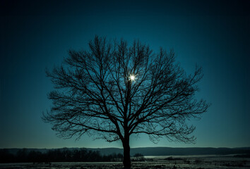 Canvas Print -  Silhouette of a bare tree against a tranquil night sky