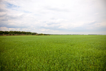 Wall Mural -  Vibrant green field with a clear blue sky and fluffy clouds.