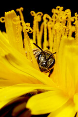 A bee collecting pollen on a yellow flower Macro