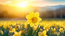 Beauty Of Spring With A Vibrant Image Of A Yellow Daffodil Standing Gracefully In A Sun-kissed Field.