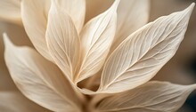 Nature Abstract Of Flower Petals Beige Leaves With Natural Texture As Natural Background Or Wallpaper Macro Texture Color Aesthetic Photo With Veins Of Leaf Botanical Design