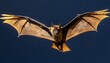 big brown bat eptesicus fuscus flying iowa usa
